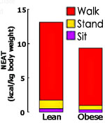 Lean people walk and stand more than obese people.